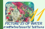 Picture 25 of Water.... เกาะหลีเป๊ะ