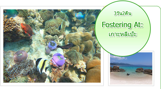 Fostering At: เกาะหลีเป๊ะ